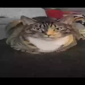 /images/pets/original/2185704_18488_Screenshot_20250723_024637_Video Player.webp